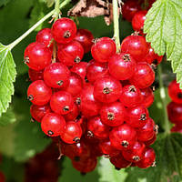 Новинка! Порічка "Лейден" (свіжі ягоди довго зберігаються)