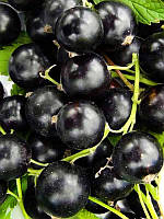 Смородина чорна "Сіана" 2х річна (ранній термін, урожайний сорт)