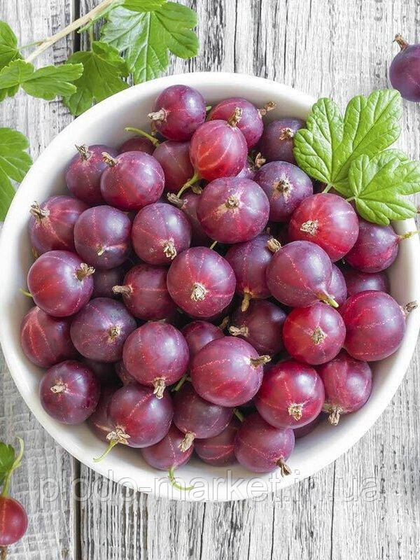 Новинка! Агрус безшипний "Консул" (гібридна селекція, середнього терміну), фото 1