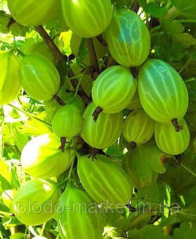 Агрус "Зелений дощ" (кущ буквально усипаний ягодами), фото 1