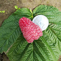 Новинка! Ремонтантна малина "Космічна" (ягоди дуже великі)