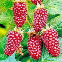 Новинка! Малиново-ожиновий гібрид "Подарунок" (відмінний смак та аромат)