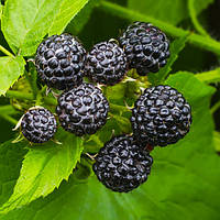 Новинка! Чорна малина "Кумберленд" (висока врожайність)
