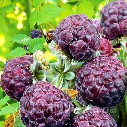 Фіолетова малина "Глен Кое" (сорт отриманий шотландськими селекціонерами), фото 1