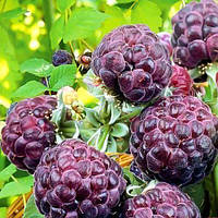 Фіолетова малина "Глен Кое" (сорт отриманий шотландськими селекціонерами)