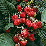 Малинове дерево "Малинова насолода" (високоурожайний сорт), фото 2