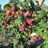 Малинове дерево "Малинова насолода" (високоурожайний сорт), фото 3
