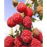 Малинове дерево "Перлина" (дає плоди вже в червні), фото 2