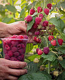 Малинове дерево "Перлина" (дає плоди вже в червні), фото 3