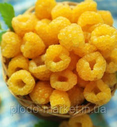 Малина "Ранкова роса" (це ремонтантний, великоплідний сорт), фото 1