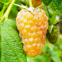 Новинка! Малина "Зюгана Жовта" (сорт має високу стійкість до спеки і посухи)