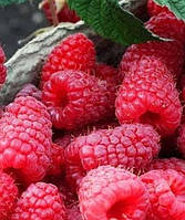 Малина "Брусвяна" (це ремонтантний високоврожайний сорт)