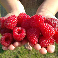 Малина "Діамантова" (ремонтантний великоплідний сорт)