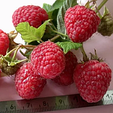 Малина "Хімба Топ" (врожайний сорт швейцарської селекції), фото 2