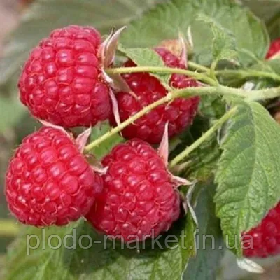 Малина "Хімба Топ" (врожайний сорт швейцарської селекції), фото 1
