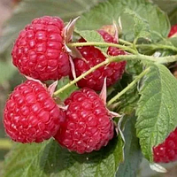 Малина "Хімба Топ" (врожайний сорт швейцарської селекції)