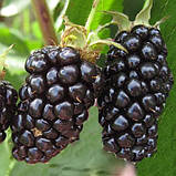 Новинка! Ожина "Апаче" (урожайний сорт виведений в Америці), фото 2