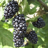 Новинка! Ожина "Апаче" (урожайний сорт виведений в Америці), фото 3