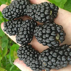 Ожина "Полар" (середньоранній сорт виведений в Польщі), фото 1