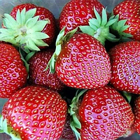 Полуниця-гігант "Джек" 10 шт (новий сорт німецької селекції)