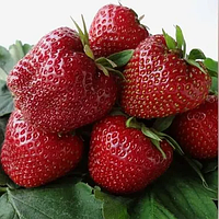 Новинка! Полуниця "Ненсі" 10шт. (крупноплідний, ремонтантний сорт)