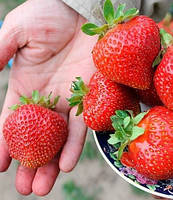 Полуниця "Всесвіт" 10шт. (новий великоплідний сорт голландської селекції)