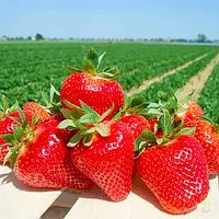 Новинка! Полуниця "Бурбон" 10шт (садовий сорт, Французької селекції)