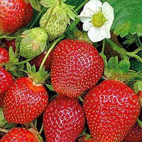 Новинка! Полуниця "Кабрілло" (самий високоврожайний ремонтантний сорт)