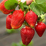 Полуниця «Флорида» 10 шт. (сорт стійкий до плодової гнилі), фото 2