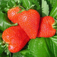 Полуниця «Флорида» 10 шт. (сорт стійкий до плодової гнилі)