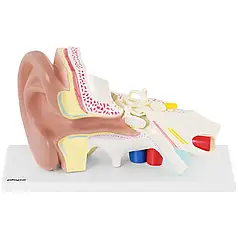 Анатомічна модель вуха PHY-EM-2