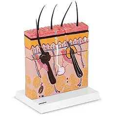 Анатомічна модель шкіри людини