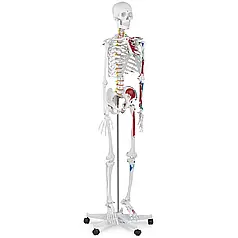 Анатомічна модель скелет людини