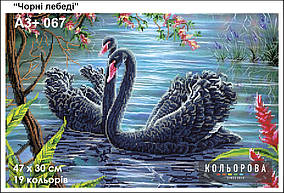Картина для вишивки бісером А3+ 067 Чорні лебеді ТМ Кольорова