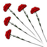 Гвоздика оксамитова оксамит, 60 см, фото 4