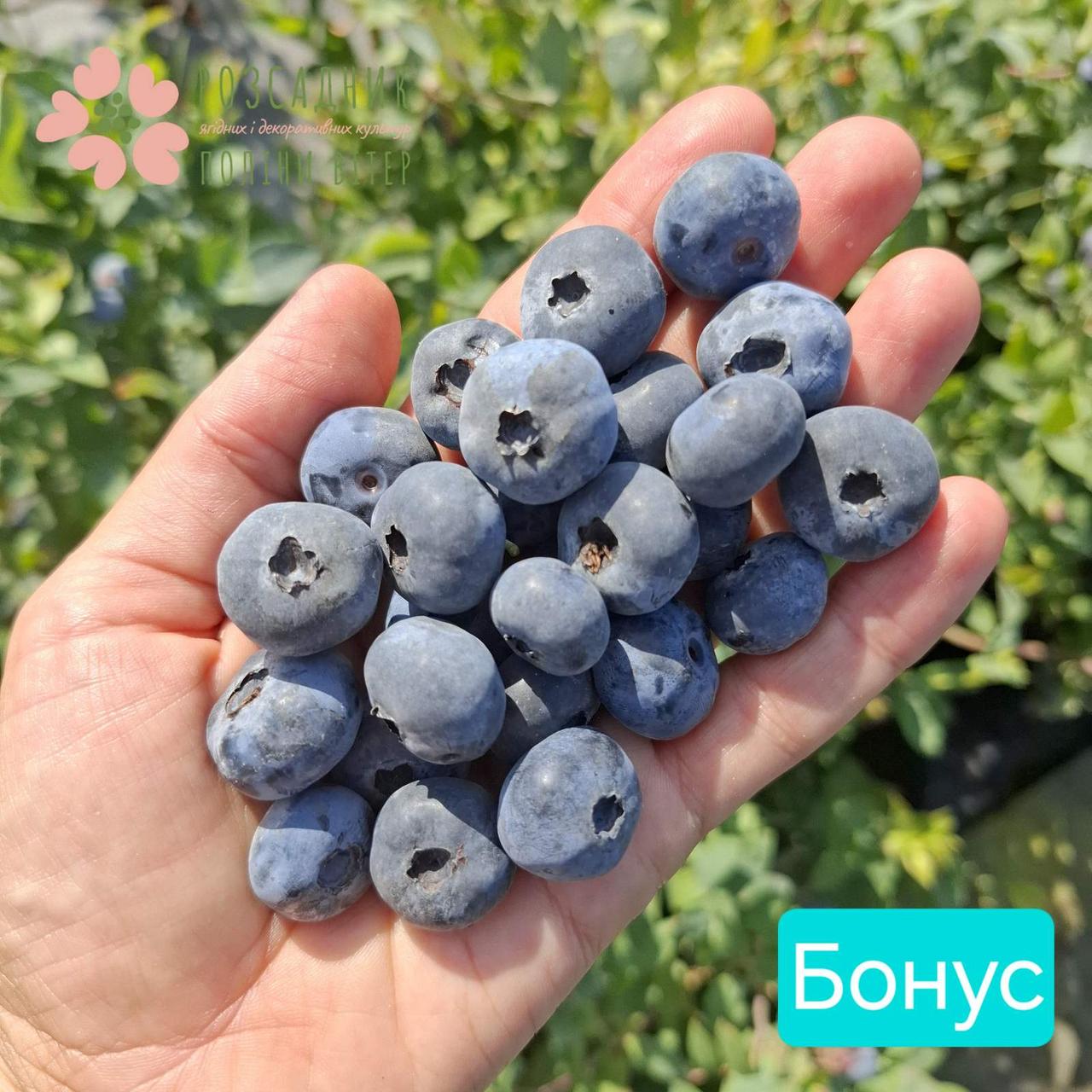 Саджанці лохини Бонус (3.5 роки, контейнер 5л)
