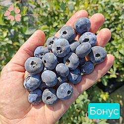 Саджанці лохини Бонус (2.5 роки, контейнер 2-3л)