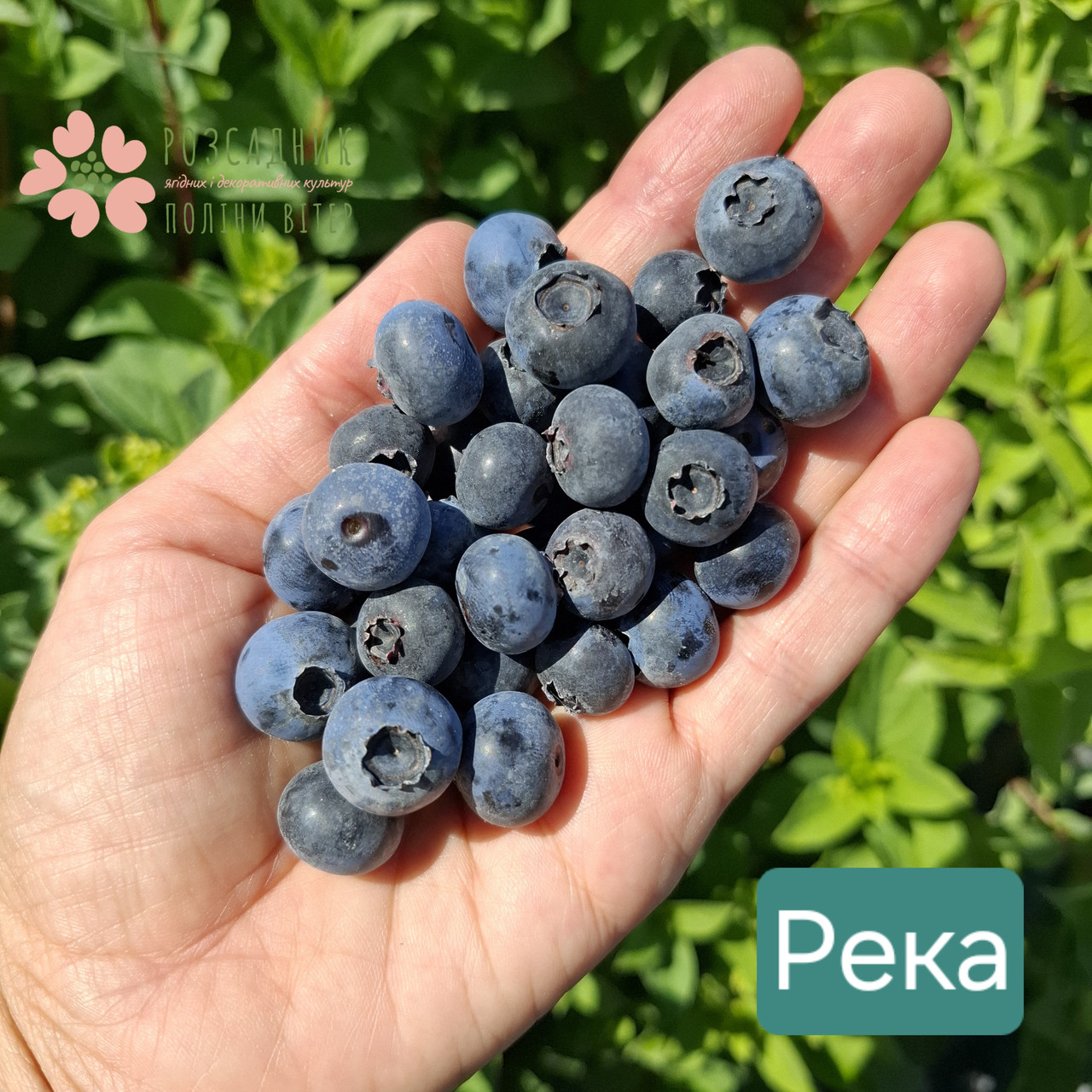 Саджані лохини Река (3.5 роки, контейнер 5л)