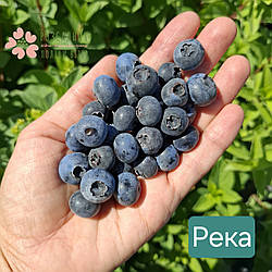 Саджані лохини Река (2.5 роки, контейнер 1.5-3л)