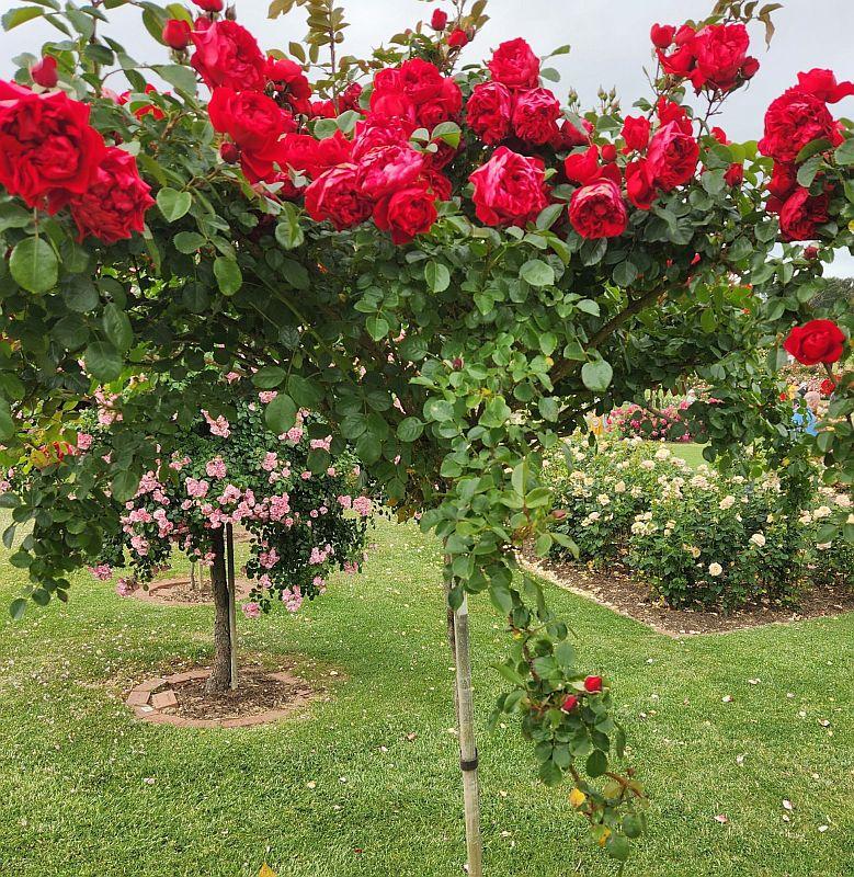 Троянда Florentina (Флорентіна) штамб 110 -120см, фото 1