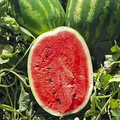 Кавун Карнаката F1 (Карнак F1) Італія 10 шт (zip-paket)