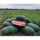 Кавун Юммі F1 Lark Seeds/США 10 шт (zip-paket), фото 3