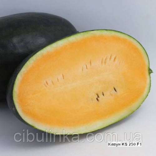 Кавун KS 250 F1 помаранчевий Kitano/Японія 10 шт (zip-paket), фото 1