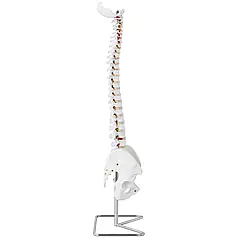 Анатомічна модель хребта з тазом