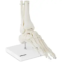 Гомілковостопний суглоб анатомічна модель Physa