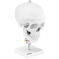 Людський череп анатомічна модель Physa