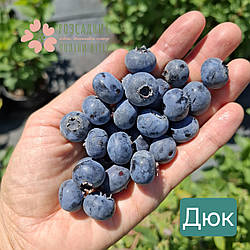 Саджанці лохини Дюк (2.5 роки, контейнер 2-3л)