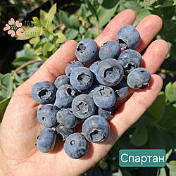 Саджанці лохини Спартан (2.5 роки, контейнер 2-3л)