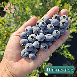 Саджанці лохини Шантеклер (2.5 роки, контейнер 1.5л)