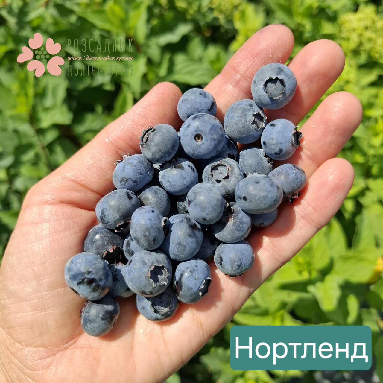 Саджанці лохини Нортленд (2 роки, контейнер 1.5л)